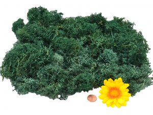 Muwse Islandmoos Kieferngrün 100 g händisch gerupft Osternest Weihnachtskrippe