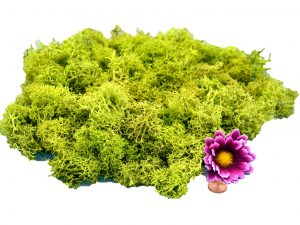 Muwse Islandmoos Frühlingsgrün 100 g händisch gerupft Osternest Weihnachtskrippe