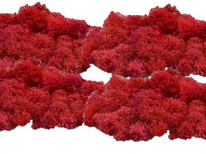 Muwse Islandmoos Mohnrot 100 g händisch gerupft Osternest Weihnachtskrippe