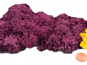 Muwse Islandmoos Veilchen Pink 10 g händisch gerupft Osternest Weihnachtskrippe