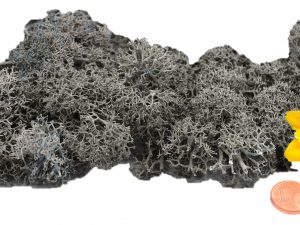 Muwse Islandmoos Titangrau 10 g händisch gerupft Osternest Weihnachtskrippe