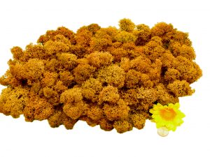 Muwse Islandmoos Melonengelb 100 g Basteln Wandbilder Dekoration Gestalten