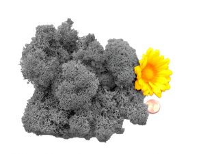 Muwse Islandmoos Titangrau 25 g Maßstab Spur 1 Modellbau