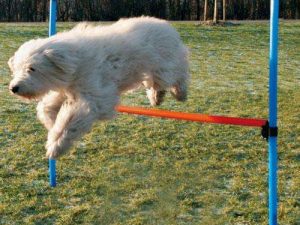 Trixie Agility Hürde