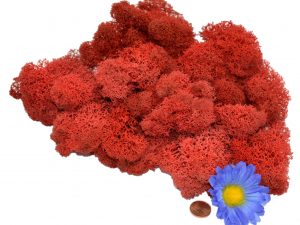 Muwse Islandmoos Mohnrot 25 g Maßstab Spur G Modellbau