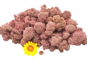 Muwse Islandmoos Rosa 100 g Maßstab Spur 0 Modellbau