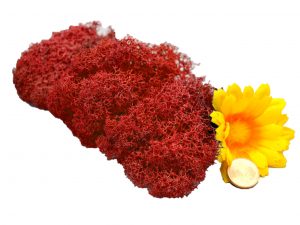 Muwse Islandmoos Mohnrot 10 g Maßstab Spur 0 Modellbau