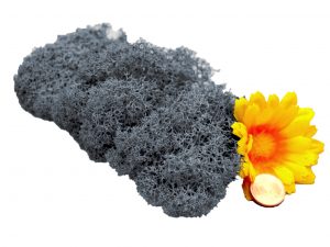 Muwse Islandmoos Titangrau 10 g Maßstab Spur 0 Modellbau