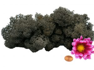 Muwse Islandmoos Dunkelgrau 25 g Maßstab Spur 0 Modellbau