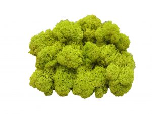 Muwse Islandmoos Frühlingsgrün 50 g Maßstab Spur 0 Modellbau