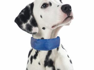 PROCYON Kühl-Bandana für Hunde - L